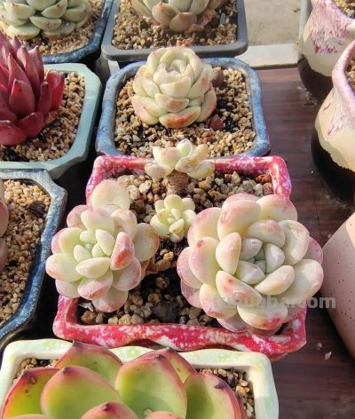 春分在望，每一棵多肉都是春天的样子 - 图画吧TUHUABA