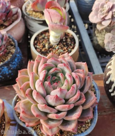 春分在望，每一棵多肉都是春天的样子 - 图画吧TUHUABA