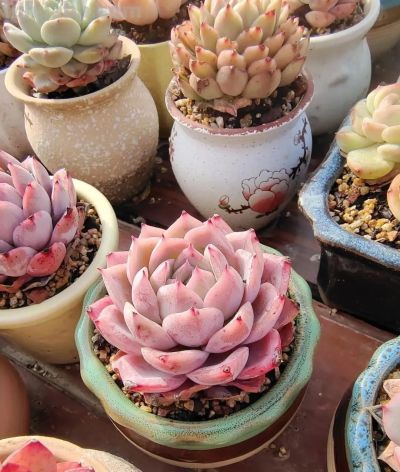 春分在望，每一棵多肉都是春天的样子 - 图画吧TUHUABA