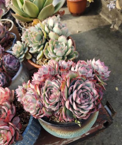 春分在望，每一棵多肉都是春天的样子 - 图画吧TUHUABA