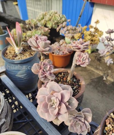 春分在望，每一棵多肉都是春天的样子 - 图画吧TUHUABA