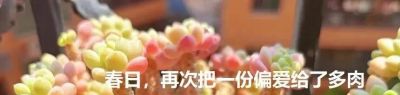 春分在望，每一棵多肉都是春天的样子 - 图画吧TUHUABA