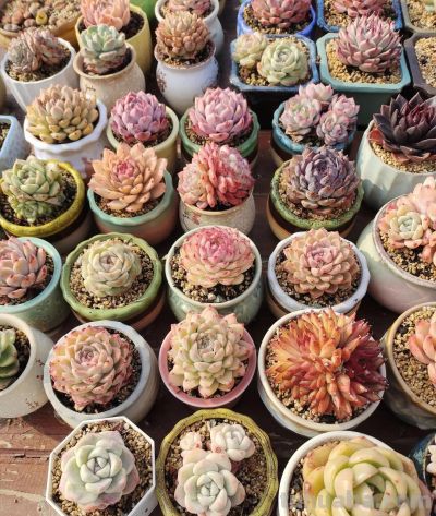 春分在望，每一棵多肉都是春天的样子 - 图画吧TUHUABA