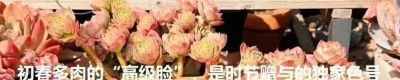 春分在望，每一棵多肉都是春天的样子 - 图画吧TUHUABA