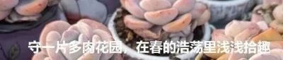 春分在望，每一棵多肉都是春天的样子 - 图画吧TUHUABA