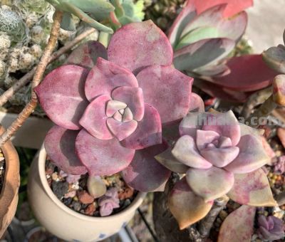 阳台“晒不死”的多肉清单！这8种，40度高温照样美 - 今日头条