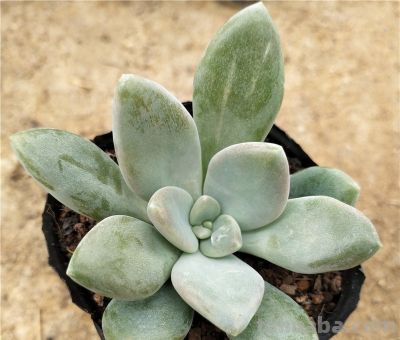 阳台“晒不死”的多肉清单！这8种，40度高温照样美 - 图画吧TUHUABA