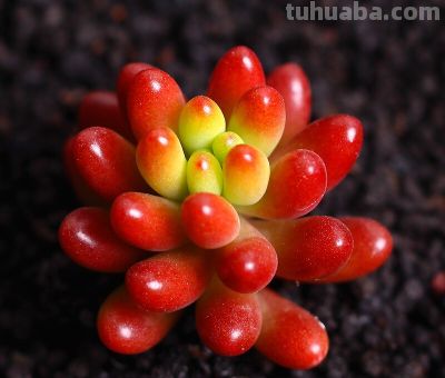 阳台“晒不死”的多肉清单！这8种，40度高温照样美 - 图画吧TUHUABA