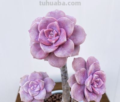 阳台“晒不死”的多肉清单！这8种，40度高温照样美 - 图画吧TUHUABA