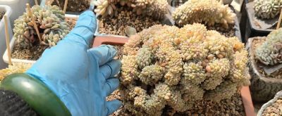 多肉植物大集锦，快来围观🌸🌸🌸 - 图画吧TUHUABA