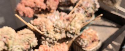 多肉植物大集锦，快来围观🌸🌸🌸 - 今日头条