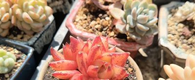 多肉植物大集锦，快来围观🌸🌸🌸 - 图画吧TUHUABA