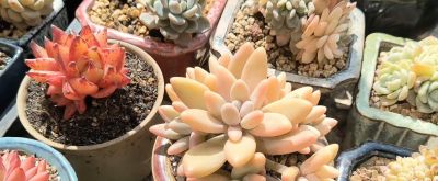 多肉植物大集锦，快来围观🌸🌸🌸 - 图画吧TUHUABA