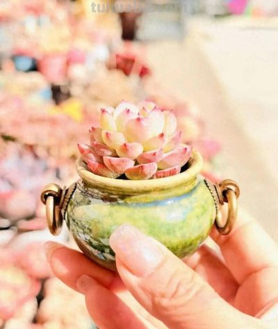 初春多肉的“高级脸”，是时节赠与的独家色号 - 今日头条