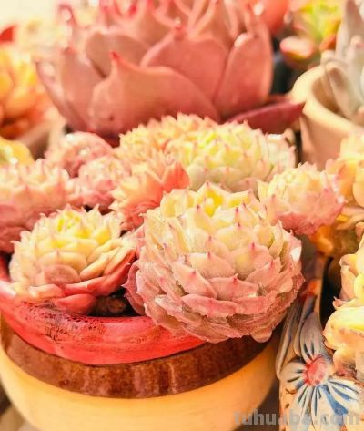 初春多肉的“高级脸”，是时节赠与的独家色号 - 图画吧TUHUABA