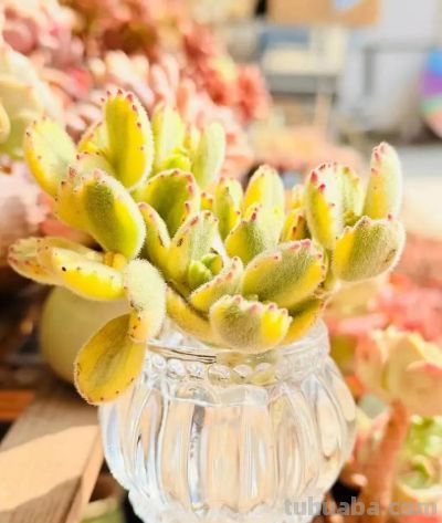 初春多肉的“高级脸”，是时节赠与的独家色号 - 图画吧TUHUABA