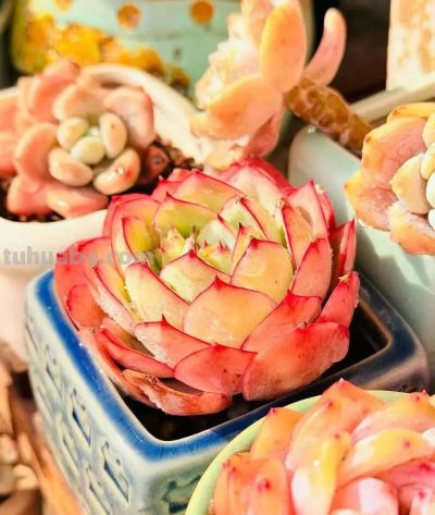 初春多肉的“高级脸”，是时节赠与的独家色号 - 图画吧TUHUABA