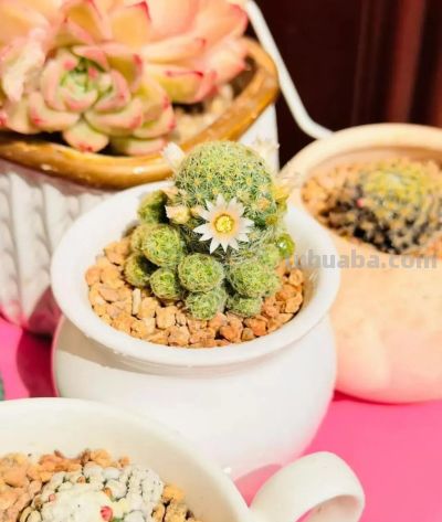 初春多肉的“高级脸”，是时节赠与的独家色号 - 图画吧TUHUABA