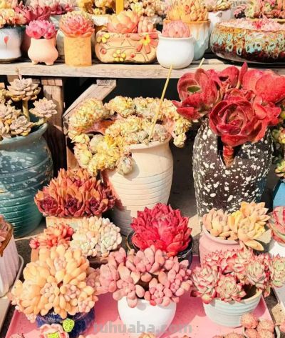 初春多肉的“高级脸”，是时节赠与的独家色号 - 图画吧TUHUABA