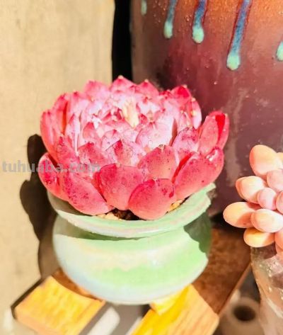 初春多肉的“高级脸”，是时节赠与的独家色号 - 图画吧TUHUABA