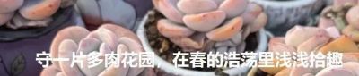 初春多肉的“高级脸”，是时节赠与的独家色号 - 图画吧TUHUABA