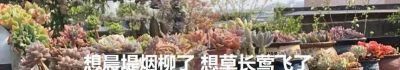 初春多肉的“高级脸”，是时节赠与的独家色号 - 图画吧TUHUABA