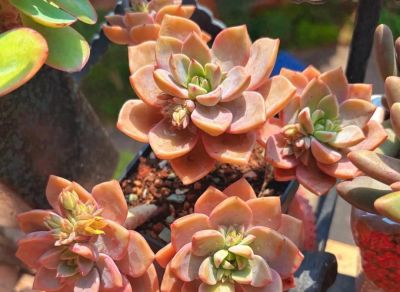 春日，再次把一份偏爱给了多肉 - 今日头条