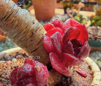 春日，再次把一份偏爱给了多肉 - 图画吧TUHUABA