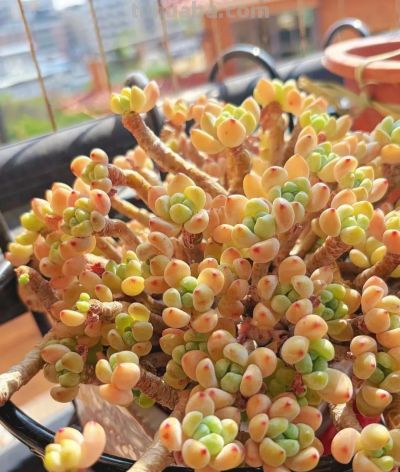 春日，再次把一份偏爱给了多肉 - 图画吧TUHUABA