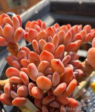 春日，再次把一份偏爱给了多肉 - 图画吧TUHUABA