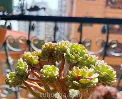 春日，再次把一份偏爱给了多肉 - 图画吧TUHUABA