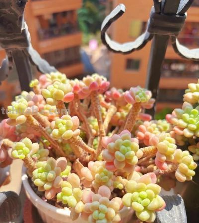 春日，再次把一份偏爱给了多肉 - 图画吧TUHUABA