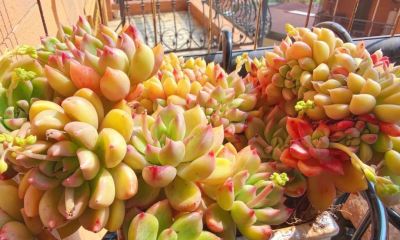 春日，再次把一份偏爱给了多肉 - 图画吧TUHUABA