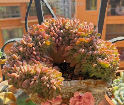 春日，再次把一份偏爱给了多肉 - 图画吧TUHUABA