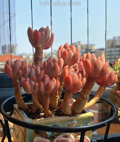 春日，再次把一份偏爱给了多肉 - 图画吧TUHUABA