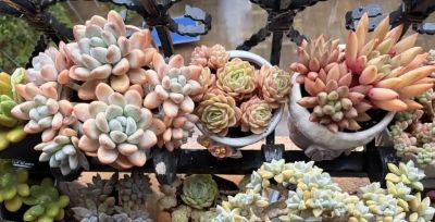 春日，再次把一份偏爱给了多肉 - 图画吧TUHUABA