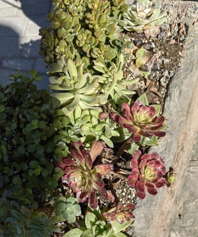 新手最容易养死的3种多肉，总结出来避雷 - 图画吧TUHUABA