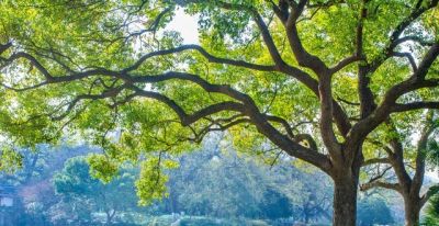 思维导图 - 今日头条 思维导图 - 图画吧TUHUABA