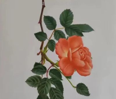 彩铅画，太美了 - 图画吧TUHUABA