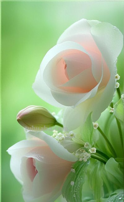 柔和色彩，养眼护眼 - 图画吧TUHUABA