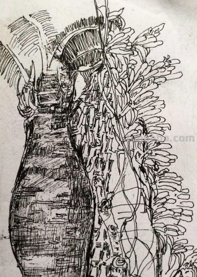 郑仁安 ||海南《南国威尼斯城》园林速写作品欣赏（8） - 图画吧TUHUABA