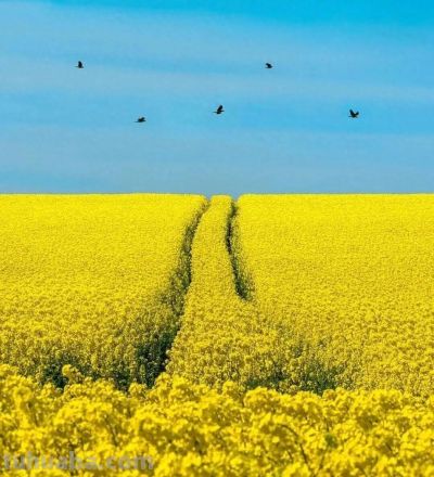 春日摄影干货｜8个技巧，教你拍出刷爆朋友圈的油菜花大片 - 图画吧TUHUABA