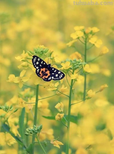 春日摄影干货｜8个技巧，教你拍出刷爆朋友圈的油菜花大片 - 图画吧TUHUABA