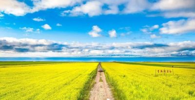 春日摄影干货｜8个技巧，教你拍出刷爆朋友圈的油菜花大片 - 图画吧TUHUABA