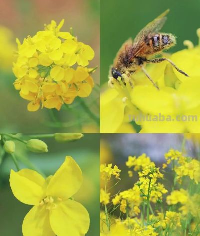 春日摄影干货｜8个技巧，教你拍出刷爆朋友圈的油菜花大片 - 图画吧TUHUABA