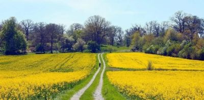 春日摄影干货｜8个技巧，教你拍出刷爆朋友圈的油菜花大片 - 图画吧TUHUABA