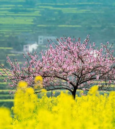 春日摄影干货｜8个技巧，教你拍出刷爆朋友圈的油菜花大片 - 图画吧TUHUABA