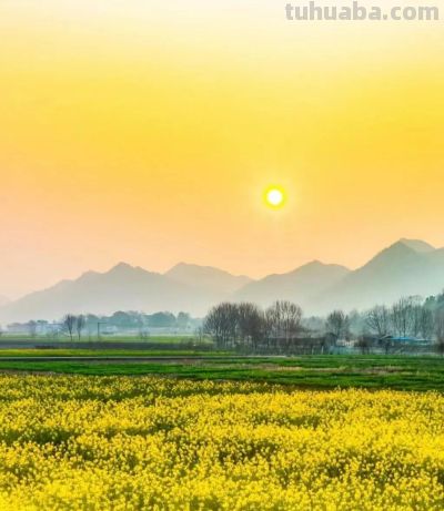 春日摄影干货｜8个技巧，教你拍出刷爆朋友圈的油菜花大片 - 图画吧TUHUABA