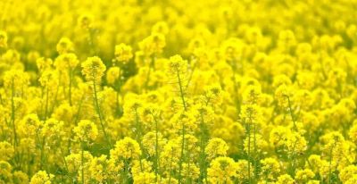 春日摄影干货｜8个技巧，教你拍出刷爆朋友圈的油菜花大片 - 图画吧TUHUABA