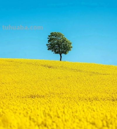 春日摄影干货｜8个技巧，教你拍出刷爆朋友圈的油菜花大片 - 图画吧TUHUABA